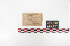 Etikett zu Bronzesitula (NHMW-PRAE-025180)